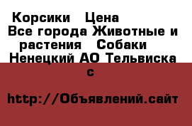 Корсики › Цена ­ 15 000 - Все города Животные и растения » Собаки   . Ненецкий АО,Тельвиска с.